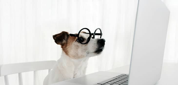 Dog using computer in nerd glasses laptop keyboard